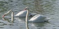 White Mute swan couple (Cygnus olor) swim around their pond on a late summer morning in Ontario, Canada. Royalty Free Stock Photo