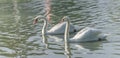 White Mute swan couple (Cygnus olor) swim around their pond on a late summer morning in Ontario, Canada. Royalty Free Stock Photo