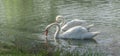 White Mute swan couple (Cygnus olor) swim around their pond on a late summer morning in Ontario, Canada. Royalty Free Stock Photo