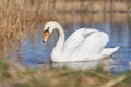 The white mute swan Cygnus olor in Czech Republic