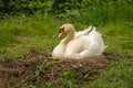 A white mute swan Cygnus Olor sitting in the nest, nature scene Royalty Free Stock Photo