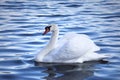 Mute swan swim ahead. Elegant bird shows it`s wings. Royalty Free Stock Photo