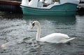 White mute swan floating on the water with black sand shore Royalty Free Stock Photo
