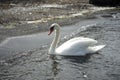 White mute swan floating on the water with black sand shore Royalty Free Stock Photo