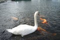 White mute swan floating on the water with black sand shore Royalty Free Stock Photo