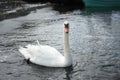 White mute swan floating on the water with black sand shore Royalty Free Stock Photo