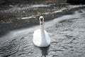 White mute swan floating on the water with black sand shore Royalty Free Stock Photo