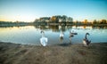 White Mute Swan near lake with swans chicks