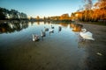 White Mute Swan near lake with swans chicks