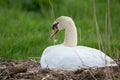 White mute swan on nest Royalty Free Stock Photo