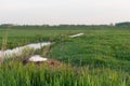 White mute swan on nest Royalty Free Stock Photo