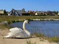 A white mute swan sitting on a river dike