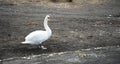 White mute swan standing on the shore with dark sand Royalty Free Stock Photo