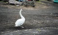 White mute swan standing on the shore with dark sand Royalty Free Stock Photo