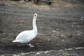 White mute swan standing on the shore with dark sand Royalty Free Stock Photo