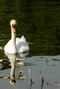 White mute swan swim on a dark green lake