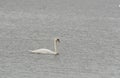 White Mute Swan swimming Royalty Free Stock Photo