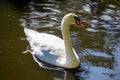 A white mute swan swims on a lake Royalty Free Stock Photo