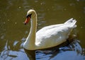 A white mute swan swims on a lake Royalty Free Stock Photo