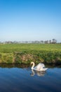 White mute swan swims in the water of a Dutch polder ditch Royalty Free Stock Photo