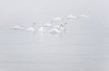 White Mute Swans in the myst Royalty Free Stock Photo