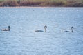 A white mute swans with orange and black beak and young brown coloured offspring with pink beak swimming in a lake with blue water Royalty Free Stock Photo