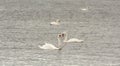 White Mute Swans swimming on Lake Ontario Royalty Free Stock Photo