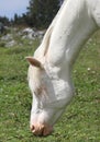 white muzzle of an albino horse Royalty Free Stock Photo