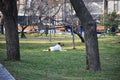 A white muzzled dog walks and plays in the park.