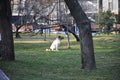 A white muzzled dog walks and plays in the park.