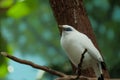 White myna bird with blue skin around eye looking at viewer Royalty Free Stock Photo