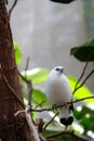 White myna bird with blue skin around eye looks into distance Royalty Free Stock Photo