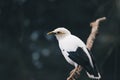 White Myna or Black Winged Myna Acridotheres Melanopterus on the branch. beautiful white bird from Indonesia. Royalty Free Stock Photo