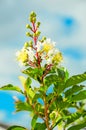 White Myrtle Muskogee buds and flowers in bloom Royalty Free Stock Photo