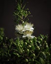 White Myrtle Myrtus communis Blossoms