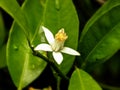 White naartjie flower