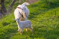 White nanny goat and baby in a meadow with fresh young juicy grass, late sunny spring evening Royalty Free Stock Photo