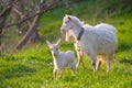 White nanny goat enjoy late evening sun and kid play with twig in a meadow with fresh young juicy grass