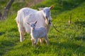 White nanny goat and kid in a meadow with fresh young juicy grass, late sunny spring evening