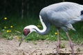 White Naped Crane