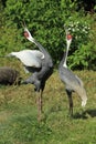 White-naped crane Royalty Free Stock Photo