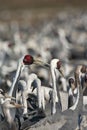 White-naped Crane, Antigone vipio Royalty Free Stock Photo