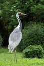 White-naped Crane bird Royalty Free Stock Photo