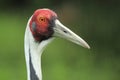 White-naped crane Royalty Free Stock Photo