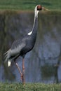 WHITE-NAPED CRANE grus vipio, ADULT STANDING NEAR WATER