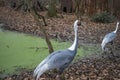 The White-naped crane Royalty Free Stock Photo