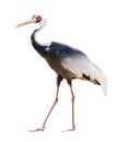 White-naped crane isolated on white Royalty Free Stock Photo