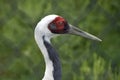 White Naped Crane Profile Royalty Free Stock Photo