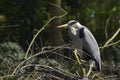 A white-napped crane on it`s perched on a tree Royalty Free Stock Photo