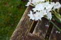 White narcissi flowers on a wooden garden seat